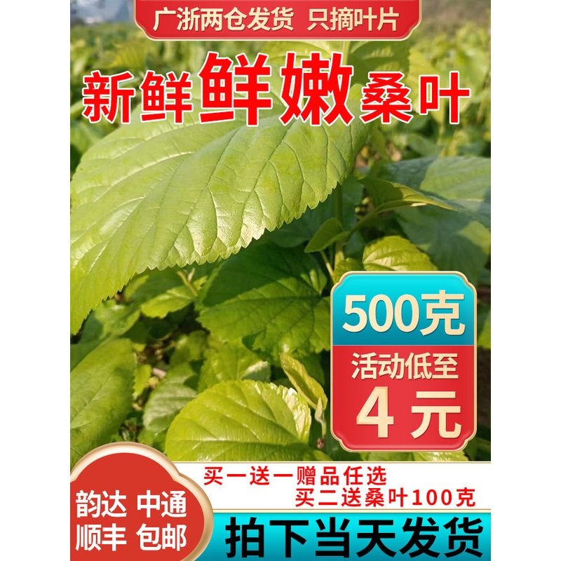 新鲜嫩桑叶500克1包蚕宝宝食物农家现摘桑叶芽桑树叶子学生养蚕虫