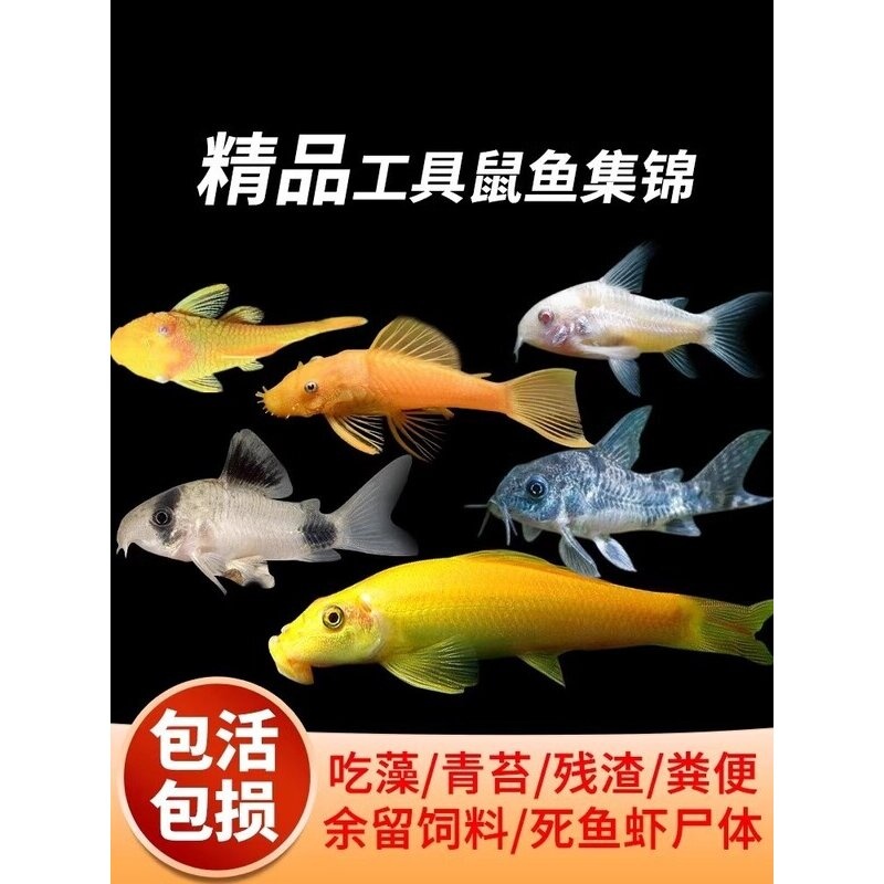 清道夫观赏鱼小型金苔鼠除藻工具淡冷水清洁粪便观赏黄金螺孔雀鱼