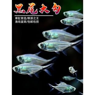 黑尾大勾群游鱼草缸小型活体热带观赏鱼淡水天使红大勾扯旗灯科鱼