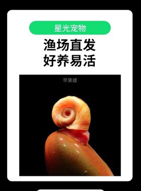 红苹果螺水族小型观赏螺除藻清洁斑马狗头饲料黄金螺鱼缸工具活体