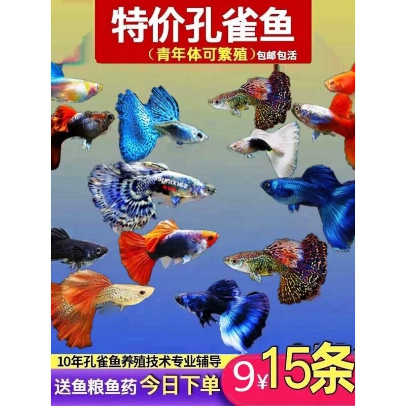 孔雀鱼纯种观赏鱼小型淡水好养热带鱼活体清道夫斑马金鱼繁殖鱼苗