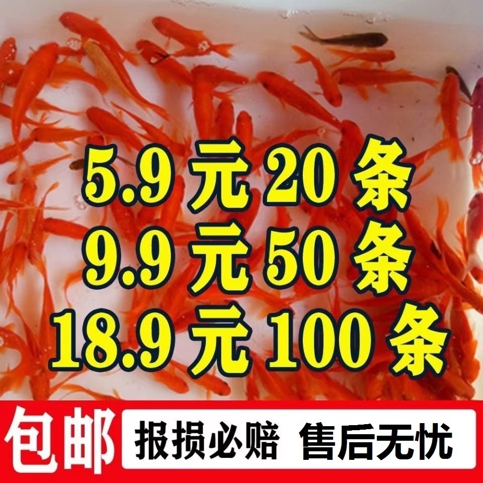 好养易活金鱼活鱼草金鱼活体小型冷水淡水观赏鱼龙鱼乌龟活体饲料