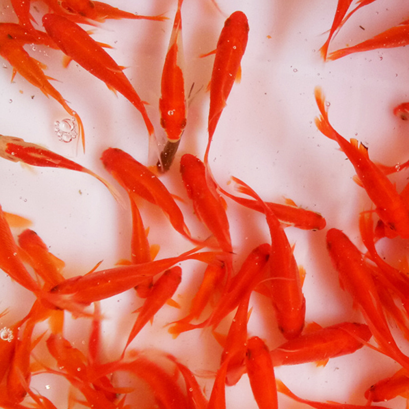 草金鱼活鱼观赏鱼红草金鱼龟食龙鱼锦鲤鱼冷水鱼金鱼苗活鱼小金鱼