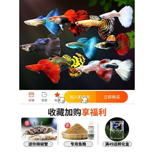 孔雀鱼纯种凤尾观赏鱼斑马灯科鱼小型热带鱼活体淡水金鱼胎生鱼苗