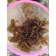黑壳虾除藻虾中华小长臂花腰虾观赏清洁虾工具虾草缸造景活体饲料