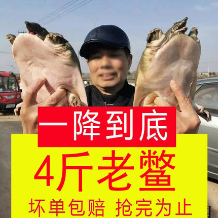 甲鱼活体鲜活食用外塘淡水养殖小甲鱼苗中华鳖苗王八水鱼苗团鱼苗