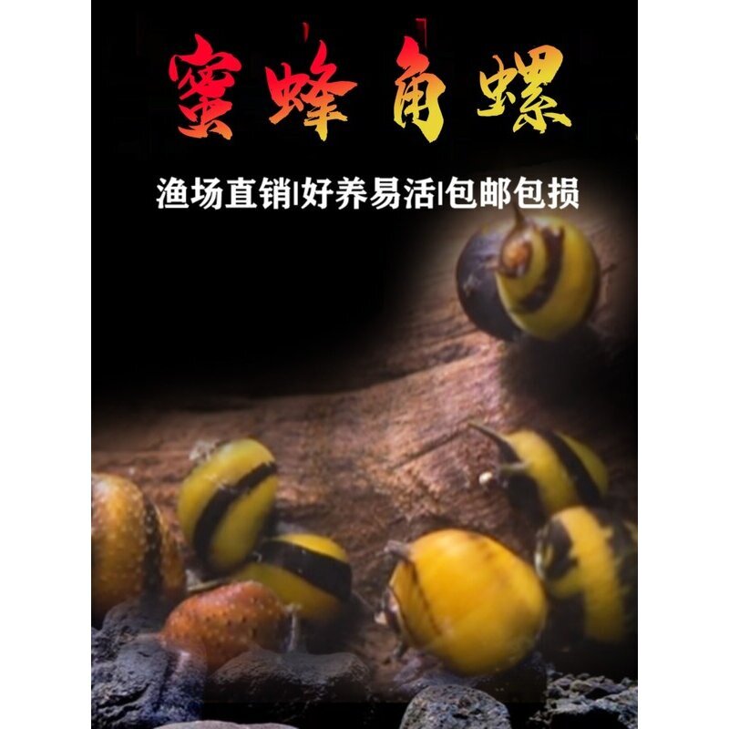 蜜蜂角螺观赏螺苹果螺黑金刚彩蛋神秘黄金斑马洋葱清洁除藻工具螺