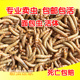 黄粉虫活虫面包虫活体鲜活虫龟八哥仓鼠画眉鸟食龙鱼饲料 500g 包邮