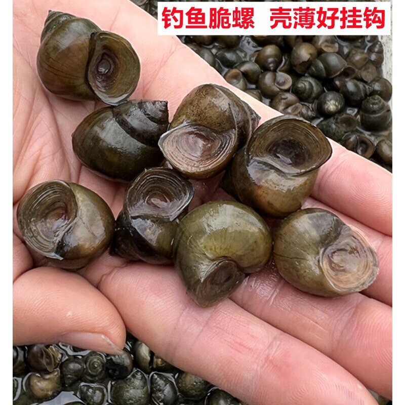 脆螺钓鱼螺钓青鱼泥螺鲜活田螺活体螺蛳青鱼饵黑鲩乌青打窝料石螺