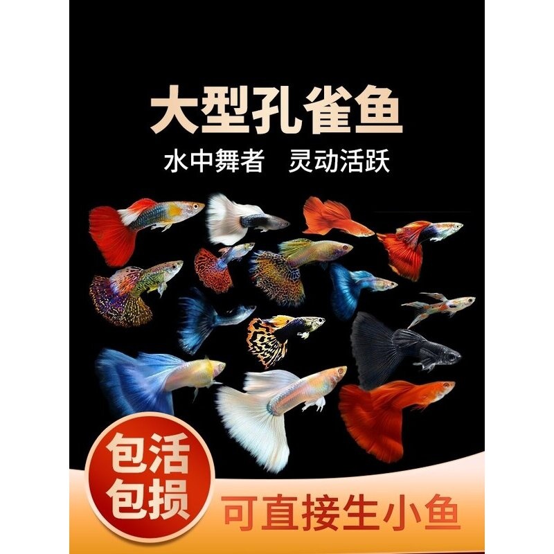 孔雀鱼鱼苗观赏鱼小型活体金鱼热带淡水好养耐活斑马凤尾鱼缸小鱼
