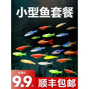 热带观赏活鱼好养红绿灯斑马淡水金鱼苗神仙孔雀小型宝莲灯科小鱼