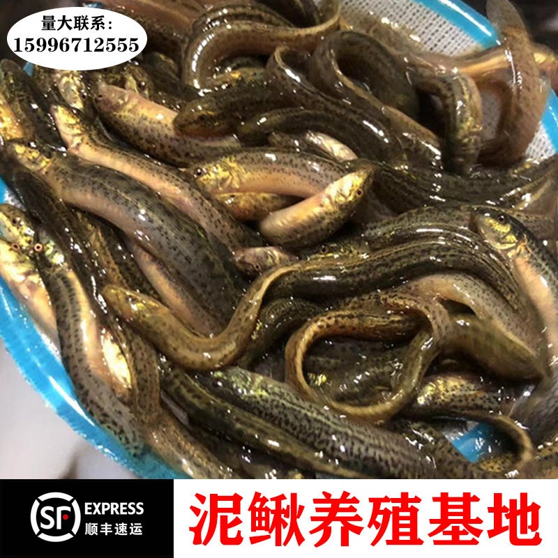 泥鳅鲜活鱼筏钓活饵龙鱼龟活体饲料青鳅苗东北金鳅台湾泥鳅苗