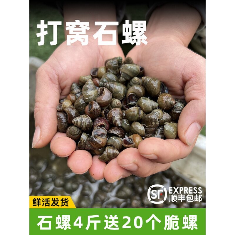 钓鱼螺蛳钓青鱼薄壳黄金脆螺鲜活挂钩鱼饵螺田螺野生小号打窝石螺