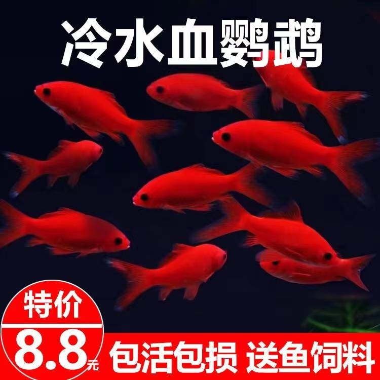顺丰冷水鹦鹉鱼鱼淡水鱼好养耐活鱼活体金鱼苗冷水观赏鱼