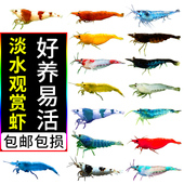 练手樱花极火鲜活宠物蟹红白水晶观赏虾淡水活体套餐米虾除藻水族
