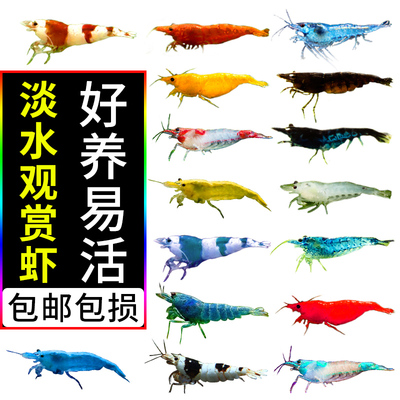练手樱花极火鲜活宠物蟹红白水晶观赏虾淡水活体套餐米虾除藻水族
