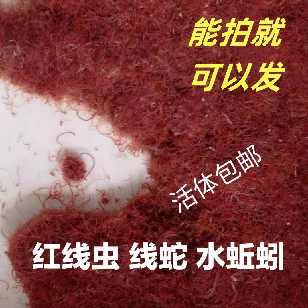 鱼食活虫 鱼食 河虾鱼食鱼食水蚯蚓线蛇红线虫 虫干