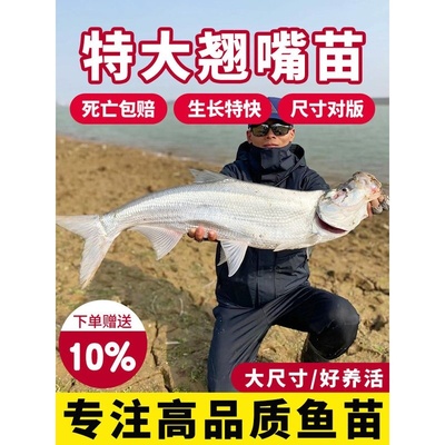 翘嘴鱼苗大白条小鱼苗米级翘嘴红鲌苗活体淡水养殖食用翘壳鱼苗批