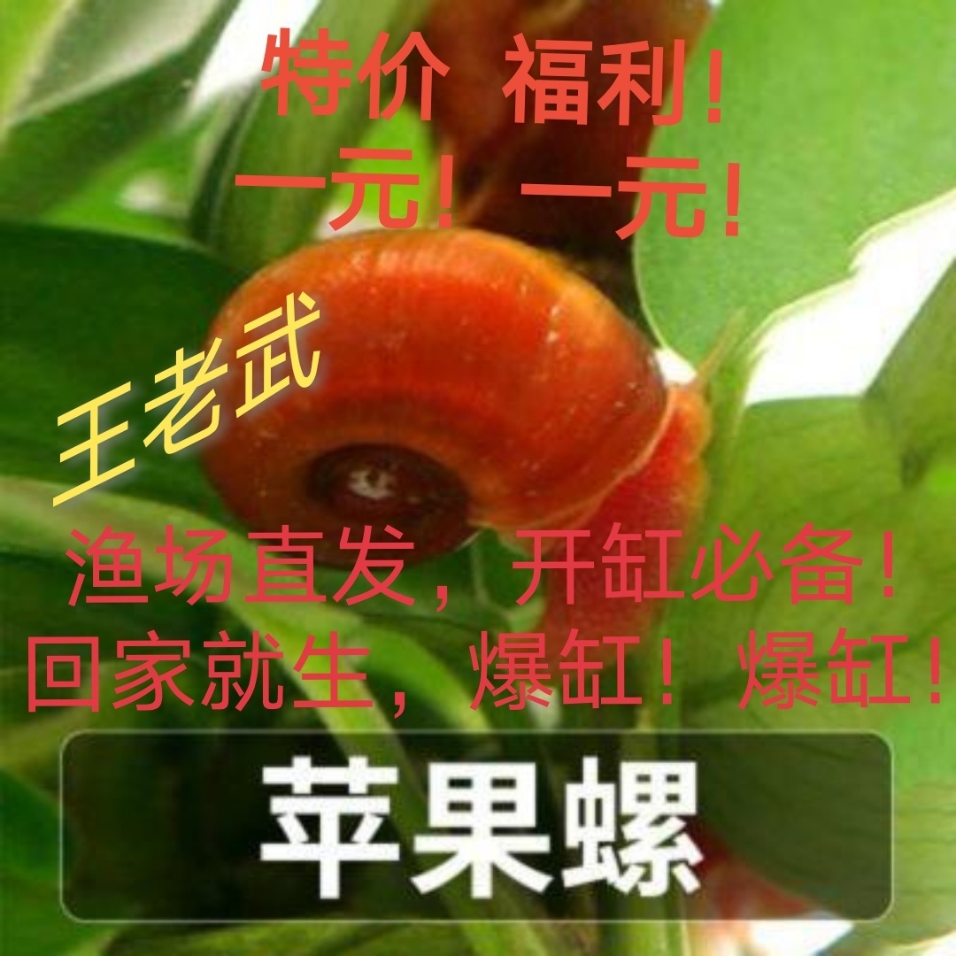 观赏鱼热带鱼金鱼孔雀鱼鱼缸垃圾清理除藻繁殖好养容易爆缸