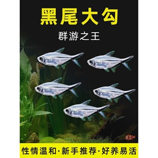 黑尾大勾鱼群游鱼草缸小型热带鱼苗观赏鱼红绿灯天使鱼扯旗灯科鱼