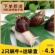 蜗牛活体宠物白玉蜗牛巨型大蜗牛宠物观赏学生科学实验教学小蜗牛