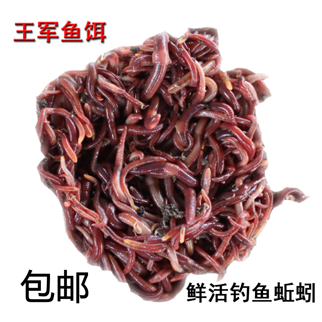 蚯蚓活饵活体鲜活钓鱼鱼饵红蚯蚓散装盒装黄鳝饵料黑蚯蚓红虫王军
