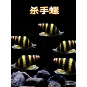 杀手螺观赏螺苹果螺黑金刚彩蛋神秘黄金斑马洋葱清洁除藻工具螺