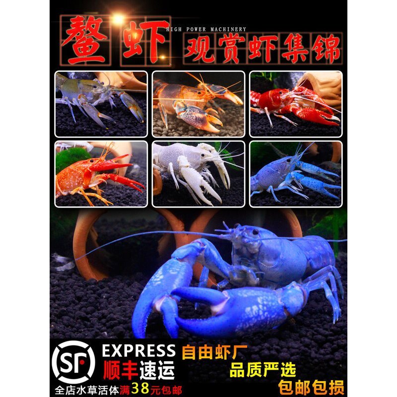 人工天空蓝魔佛蓝白橘螯鳌虾龙纹虾观赏虾活体淡水火山破坏者包邮