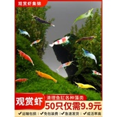 极火虾淡水观赏虾樱花虾黑壳虾清洁工具除藻虾水晶虾宠物活体虾米