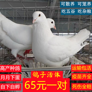 鸽子活一对家养肉鸽活体蛋鸽种鸽青年鸽小鸽子白羽王鸽瓦灰家养鸽