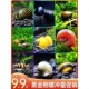 观赏螺淡水蜗牛宠物除藻螺马来黑金刚螺黄金杀手紫纹斑马螺苹果螺