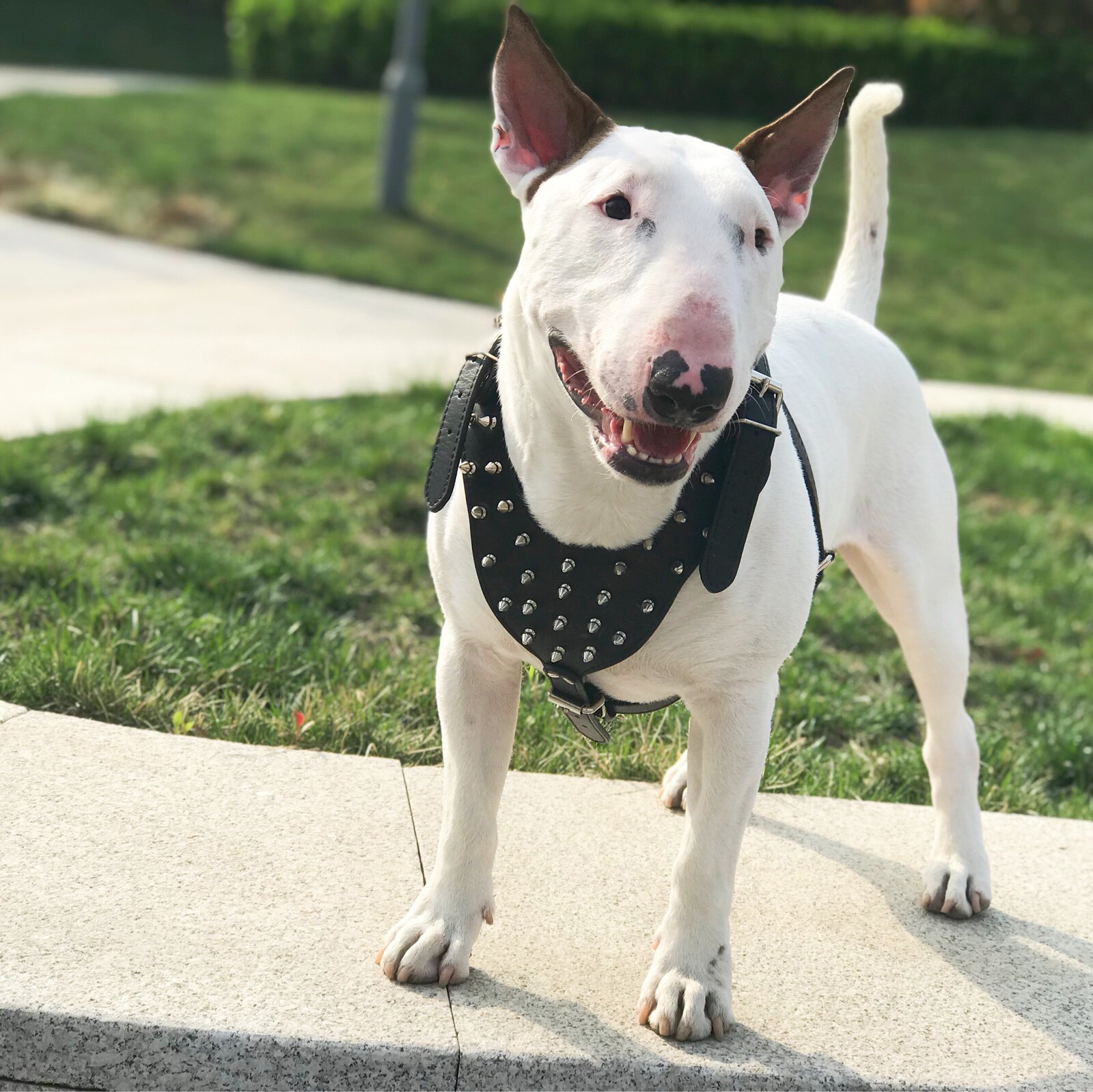 炫酷铆钉狗胸背带牵引胸背牛头梗斯塔福恶霸法斗雪纳瑞贝林顿胸背
