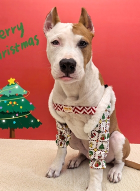 圣诞毛毛护肘袖套小中大型犬恶霸斯塔福牛头梗哈士奇边牧拉布拉多
