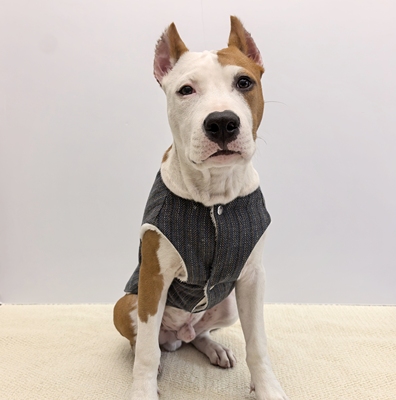 秋冬宠物加绒马甲小中大型犬衣服