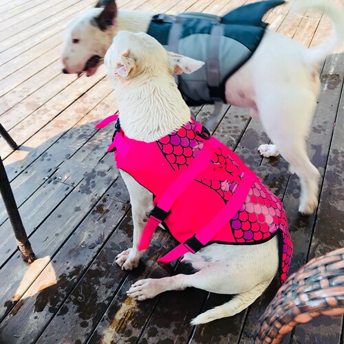 大中小型犬户外拉布拉多法斗狗狗