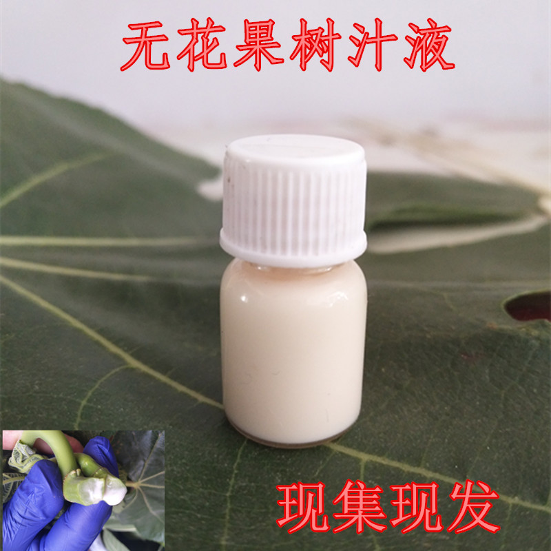 新鲜叶子汁液现发5ml包邮无花果