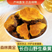 桑黄中药材长白山野生桑黄正品 特级桑树桑黄茶干货新货旗舰店正宗