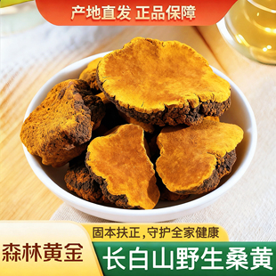桑黄中药材长白山野生桑黄正品特级桑树桑黄茶干货新货旗舰店正宗
