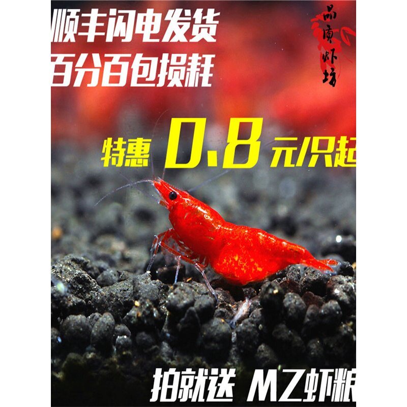 品质虾坊极火虾成体母虾活体火焰虾除藻观赏虾 非烤漆1.5-2.0cm