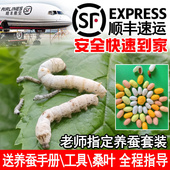 蚕种蚕卵1234龄新鲜桑叶 蚕宝宝活体七彩色学生养蚕套装 顺丰 包邮