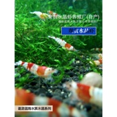 红白水晶虾观赏虾淡水工具虾除藻虾冷水耐活体极火樱花虾鲜活观赏