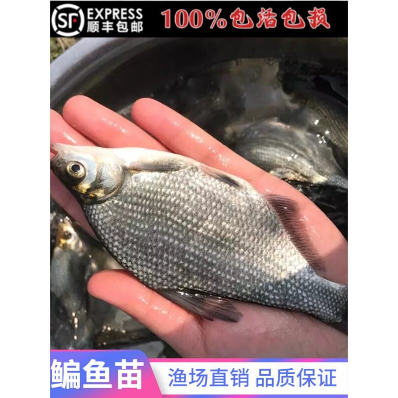鳊鱼苗柳叶鳊三角鳊杂交鳊公分武昌鱼团头鲂养殖淡水活体鱼苗包邮