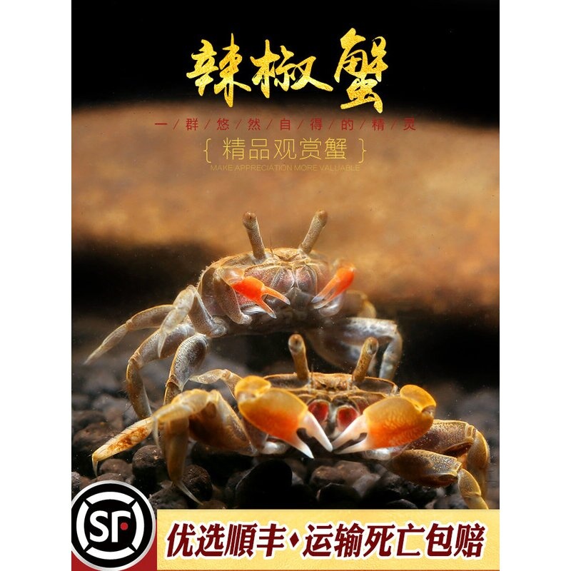 辣椒蟹冷水观赏蟹小型鱼缸热带鱼配蟹仔相手将军红宠物小河蟹活体