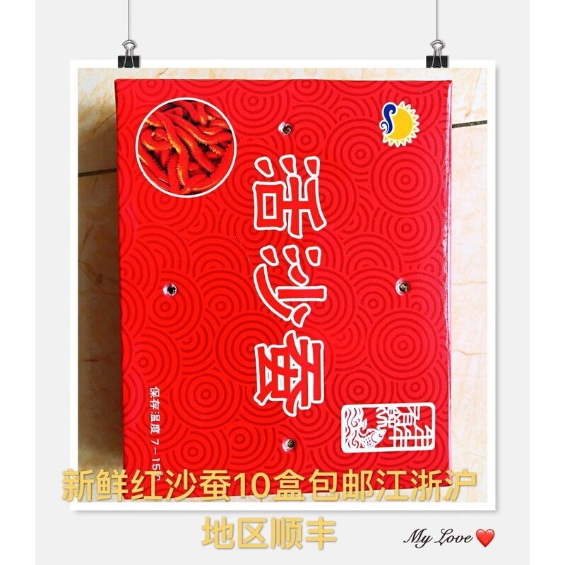 活饵 红沙蚕 海蜈蚣 海蚯蚓 海蚂蝗 红青虫 海钓鱼饵料 鲻鱼养殖