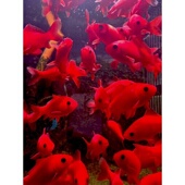 冷水鹦鹉鱼耐活好养招财红鱼冷水观赏鱼金鱼活鱼锦鲤活鱼家庭鱼苗