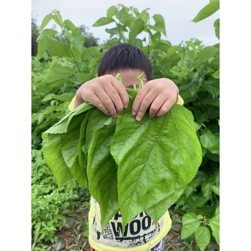 顺丰现摘桑叶新鲜蚕食喂蚕宝宝饲料嫩桑叶尖芽500克1斤包邮广东深