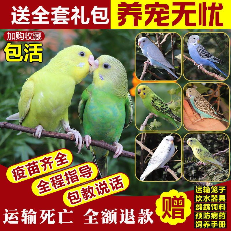 鹦鹉活鸟鸟活物玄凤云斑鹦鹉中小型会说话鹦鹉活体物宠物虎皮鹦鹉