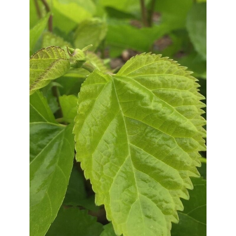 新鲜桑叶学生蚕宝宝套装饲料春蚕卵小蚕虫嫩桑叶现摘桑叶新鲜包邮