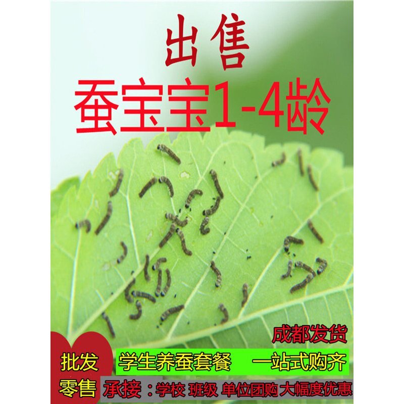 蚕宝宝学生养蚕套装彩色蚕幼蚕蚕卵蚕种春蚕蚕虫籽金丝蚕桑叶新鲜