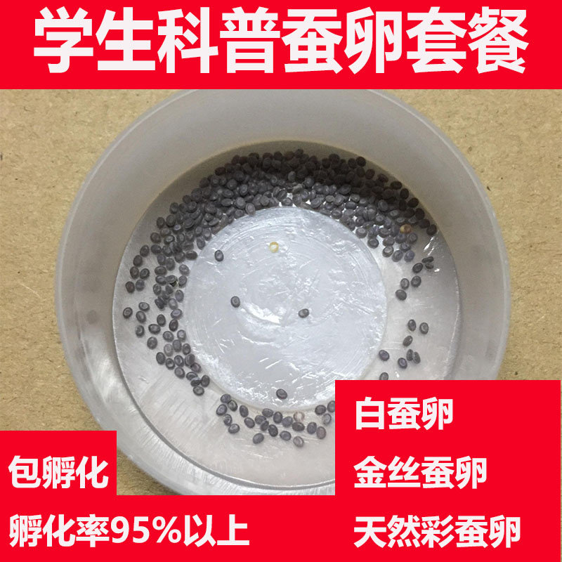 学生科普蚕卵套装小蚕宝宝活体金丝蚕卵任选送新鲜桑叶孵化盒包邮